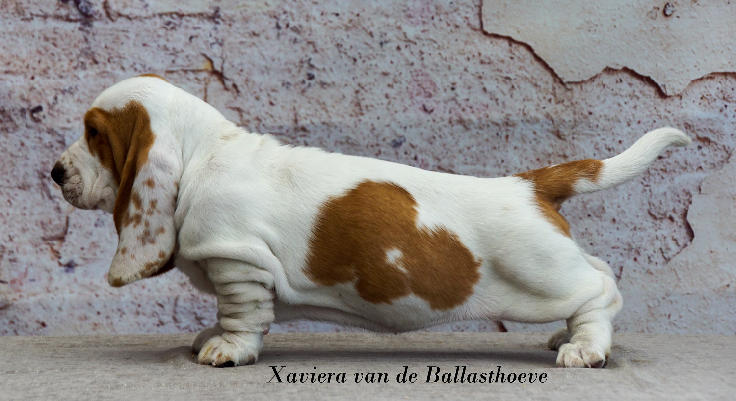 <p>Xaviera van de Ballasthoeve (pup 8)</p>