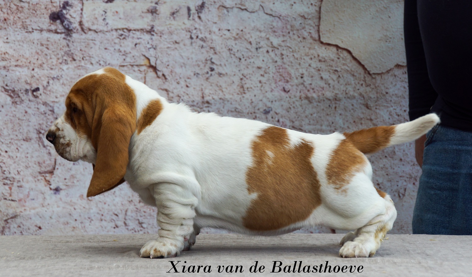 <p>Xiara van de Ballasthoeve (pup 7)</p>